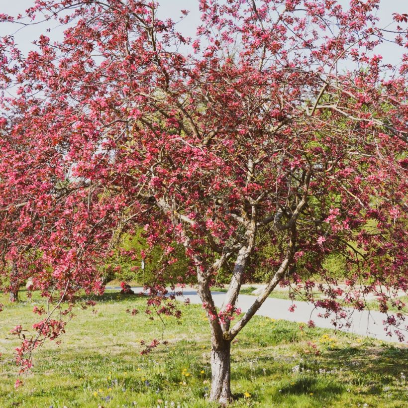 Malus Coccinella Courtarou - Crab Apple (Plant habit)