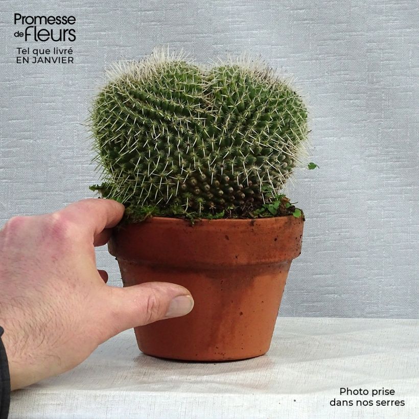 Mammillaria perbella 12cm pot sample as delivered in winter
