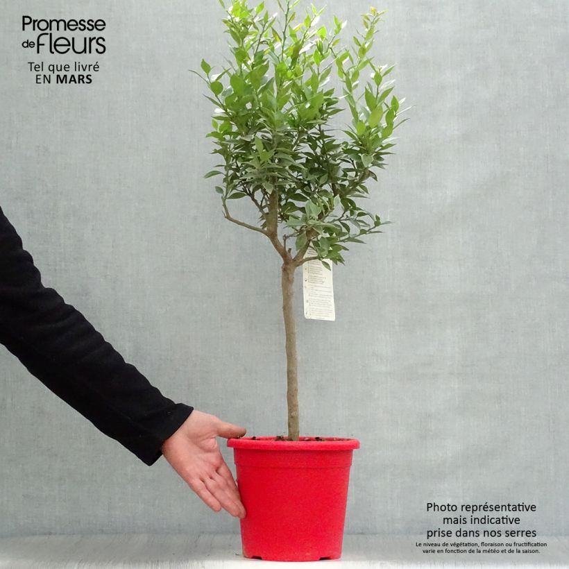 Chinese Mandarin Tree - Citrus myrtifolia 4L/5L pot, Quarter standard sample as delivered in spring