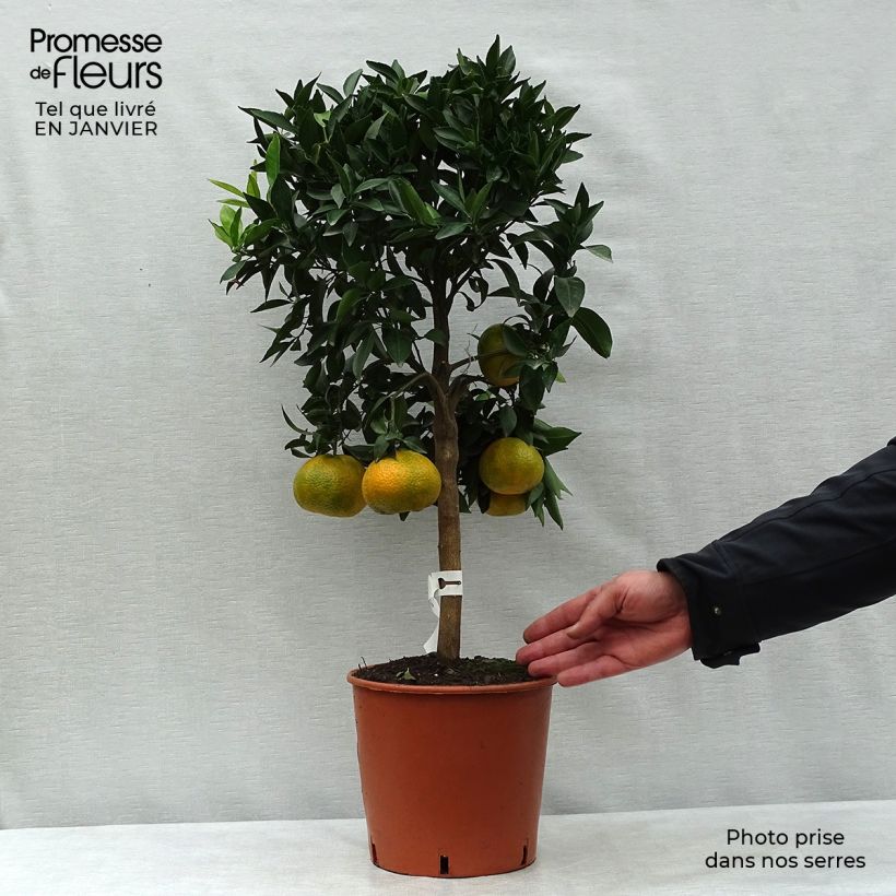 Mandarin Tree - Citrus deliciosa 4L/5L pot, Quarter standard sample as delivered in winter