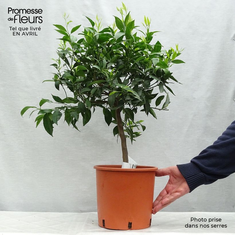 Mandarin Tree - Citrus deliciosa 4L/5L pot, Quarter standard sample as delivered in spring
