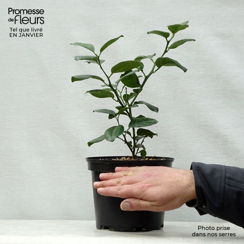 Mandarin Tree - Citrus reticulata Keraji 2L/3L pot, Bush sample as delivered in winter