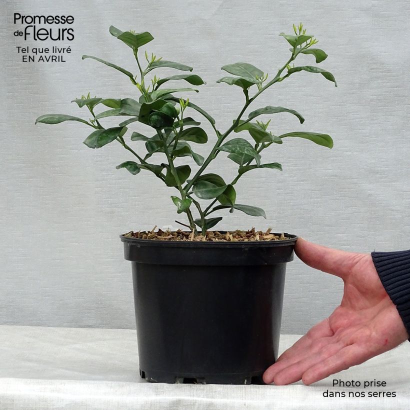 Mandarin Tree - Citrus reticulata Keraji 2L/3L pot, Bush sample as delivered in spring