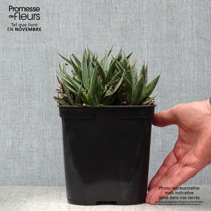 Mangave Bloodspot 3L/4L pot sample as delivered in autumn