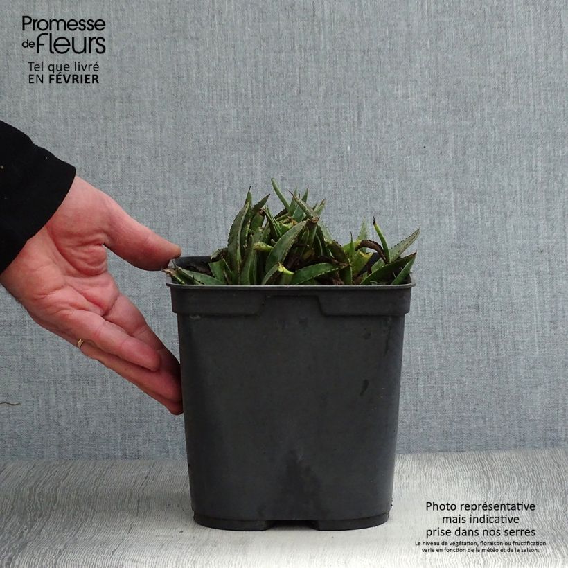 Mangave Bloodspot 3L/4L pot sample as delivered in winter