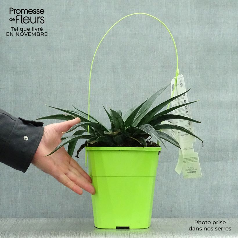 Mangave Inkblot 3L/4L pot sample as delivered in autumn