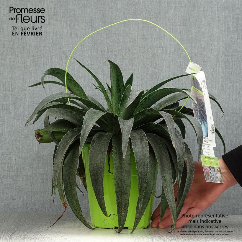 Mangave Inkblot 3L/4L pot sample as delivered in winter