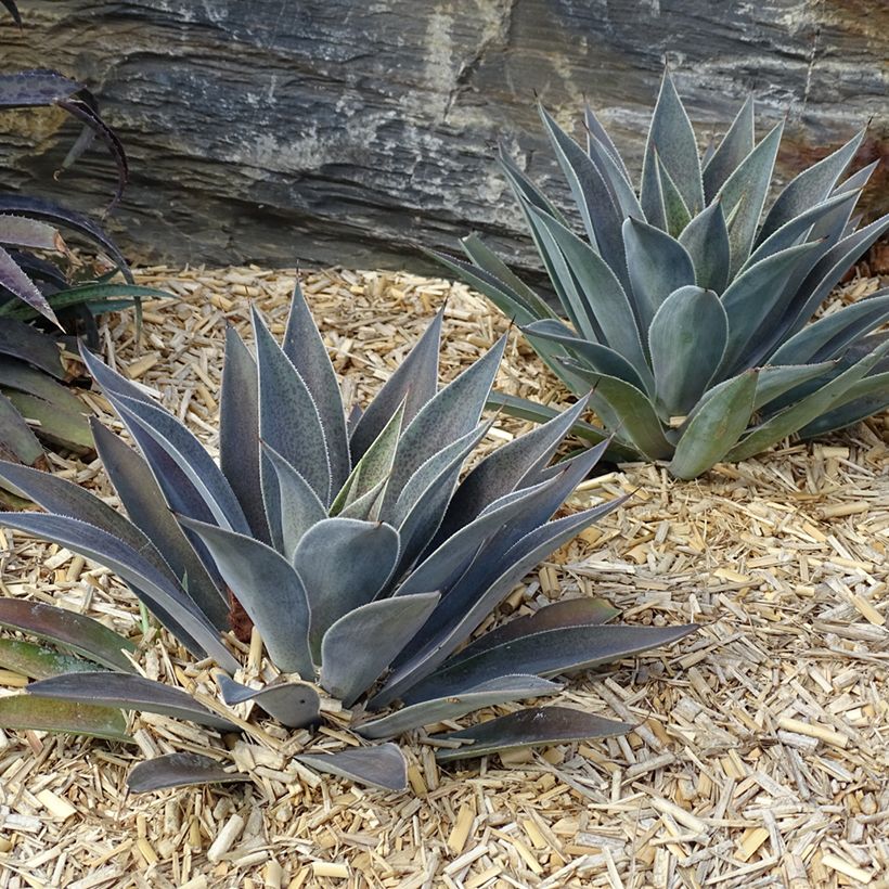 Mangave Lavender Lady (Plant habit)