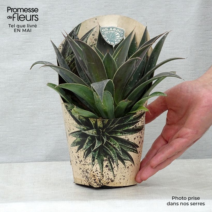 Mangave Lavender Lady 1L/1.5L pot sample as delivered in spring