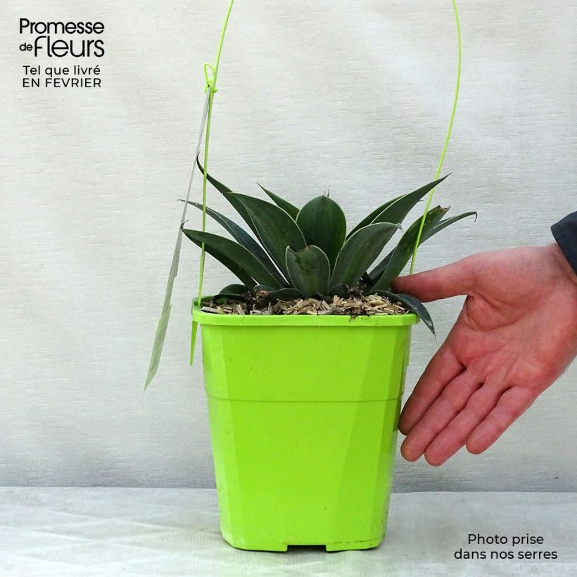 Mangave Lavender Lady 3L/4L pot sample as delivered in winter