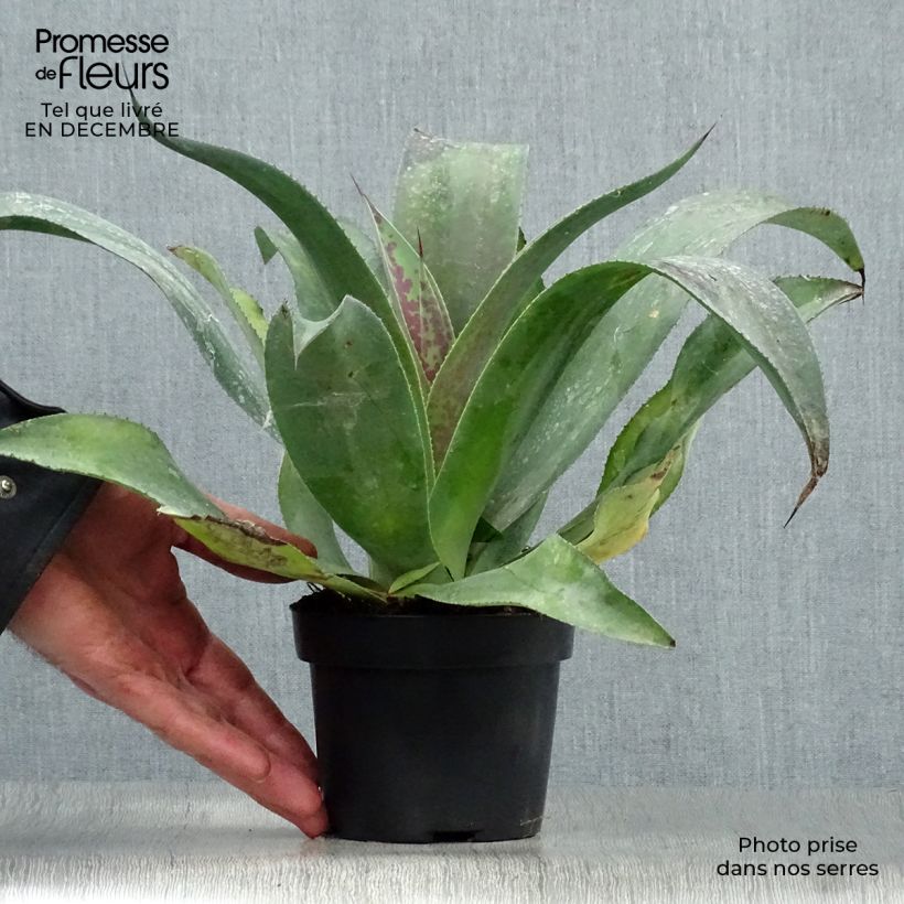 Mangave Mission to Mars 1L/1.5L pot sample as delivered in winter