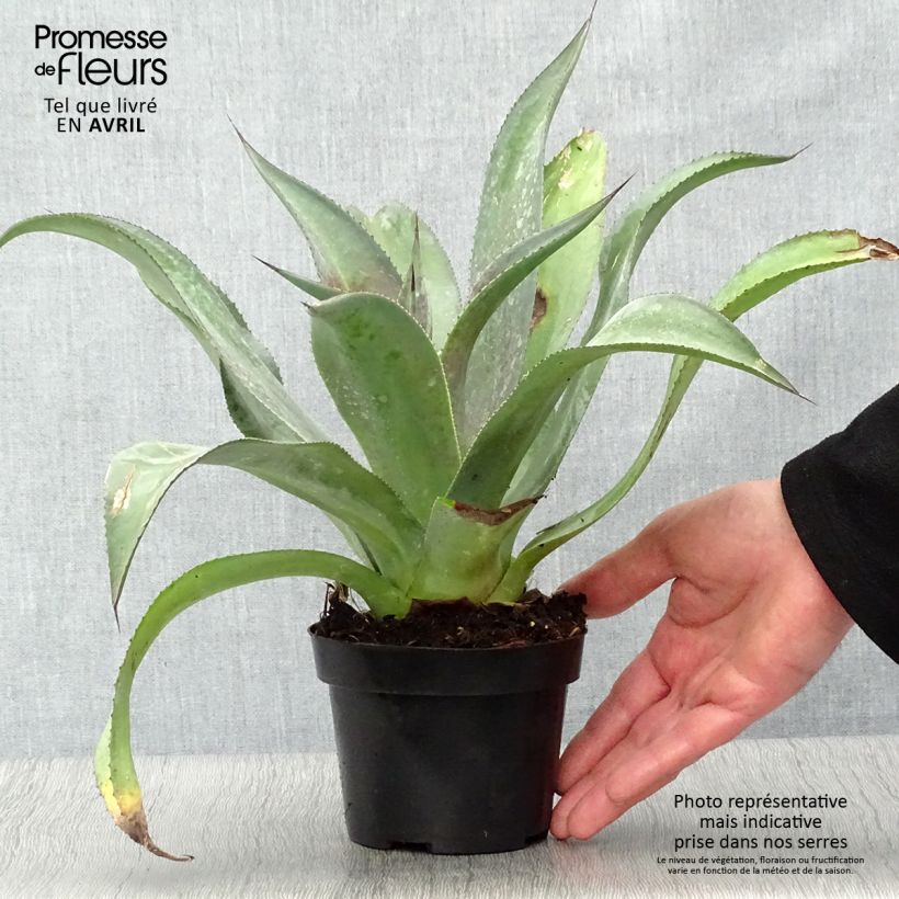 Mangave Mission to Mars 1L/1.5L pot sample as delivered in spring