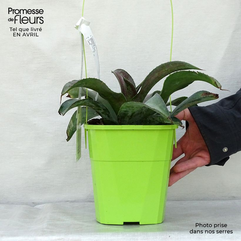 Mangave Mission to Mars 4L/5L pot sample as delivered in spring