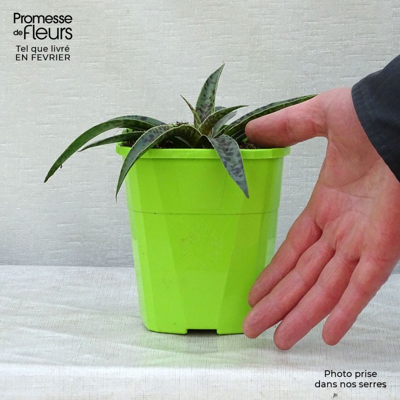 Mangave Moonglow 1L/1.5L pot sample as delivered in winter