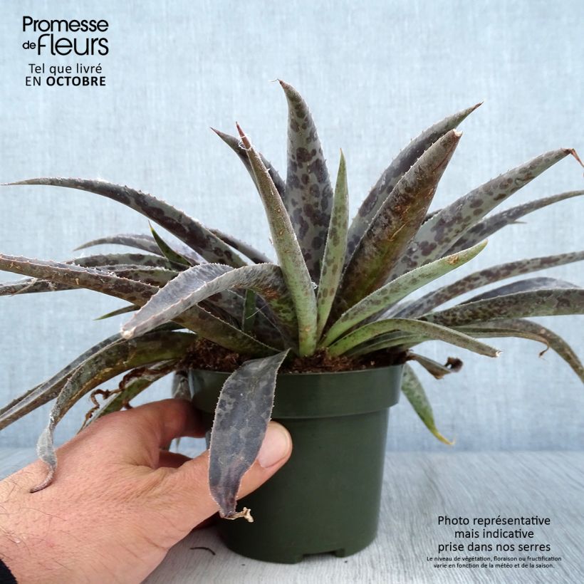 Mangave Moonglow 1L/1.5L pot sample as delivered in autumn