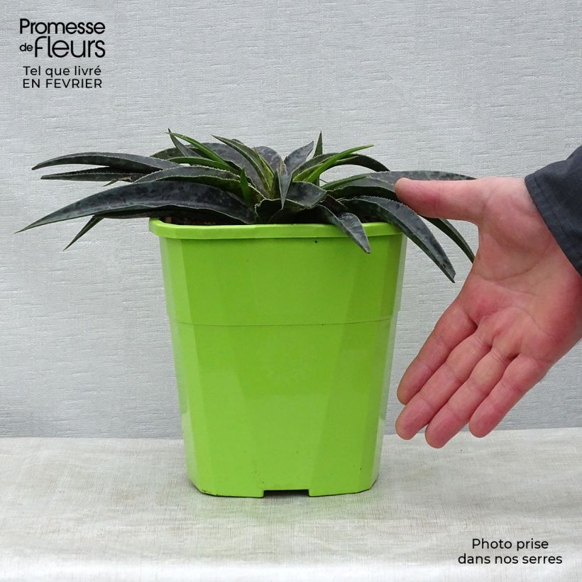 Mangave Moonglow 3L/4L pot sample as delivered in winter