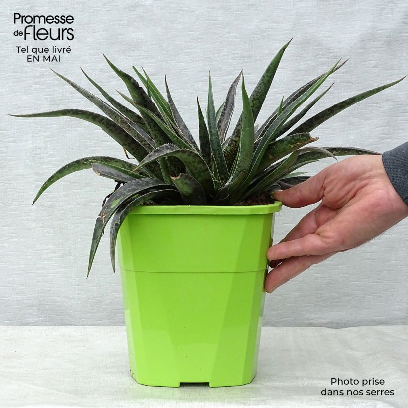 Mangave Moonglow 3L/4L pot sample as delivered in spring