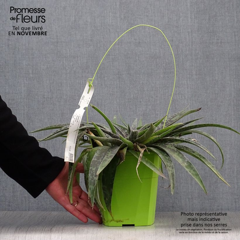 Mangave Moonglow 3L/4L pot sample as delivered in autumn