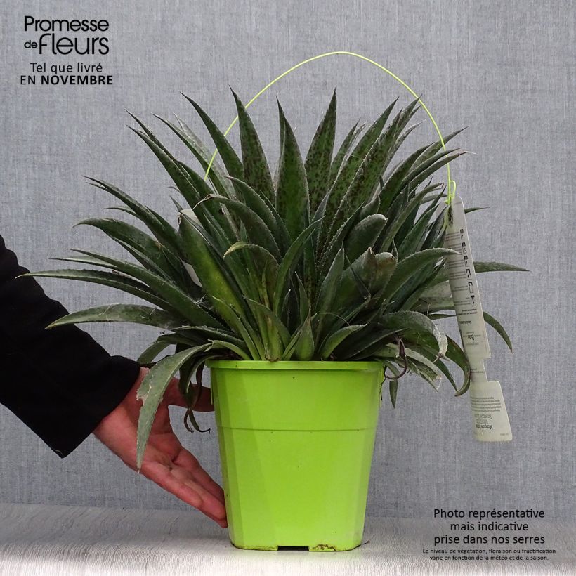 Mangave Pineapple Express 4L/5L pot sample as delivered in autumn