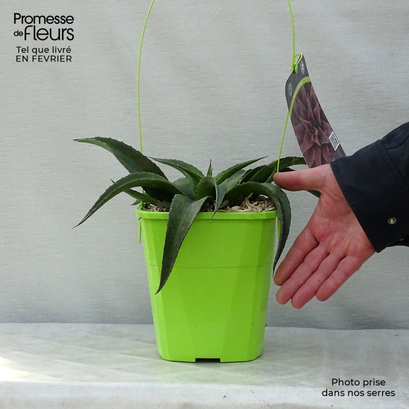 Mangave Redwing 3L/4L pot sample as delivered in winter