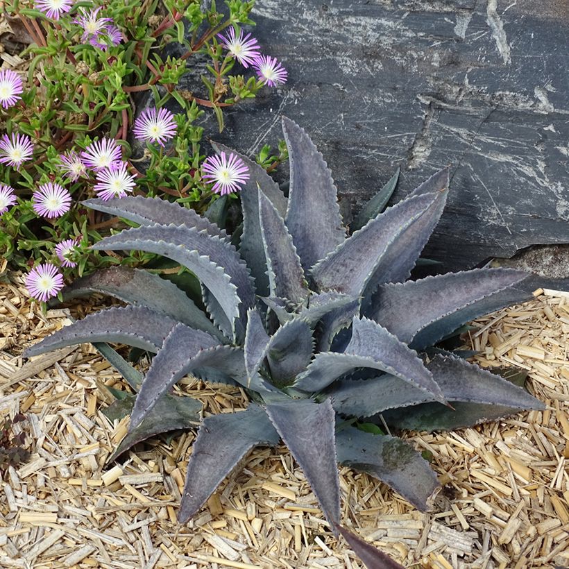 Mangave Silver Fox (Plant habit)