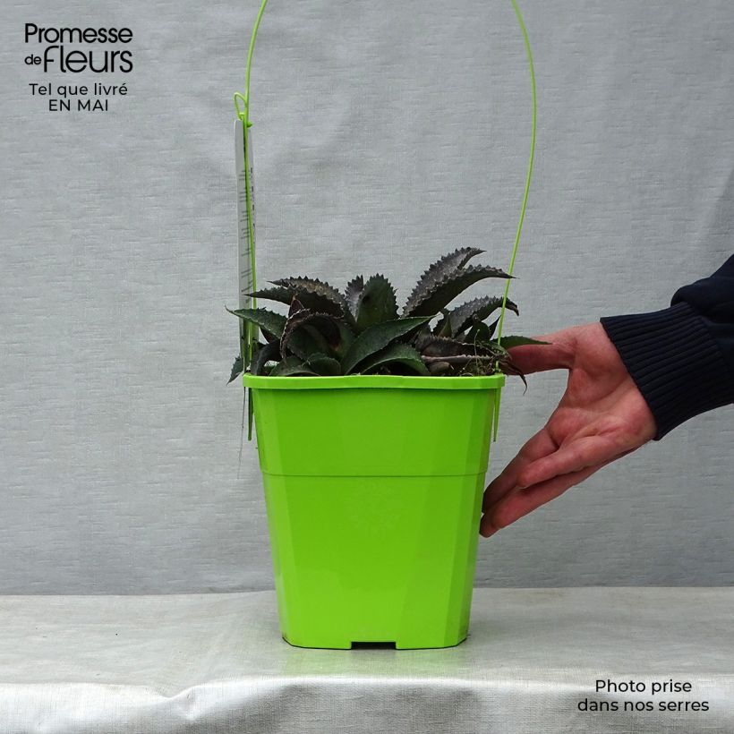 Mangave Silver Fox 3L/4L pot sample as delivered in spring