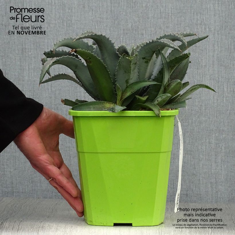 Mangave Silver Fox 3L/4L pot sample as delivered in autumn
