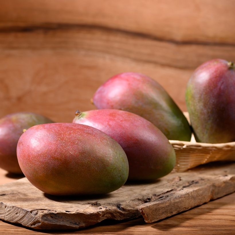 Mango tree Palmer - Mangifera indica (Harvest)