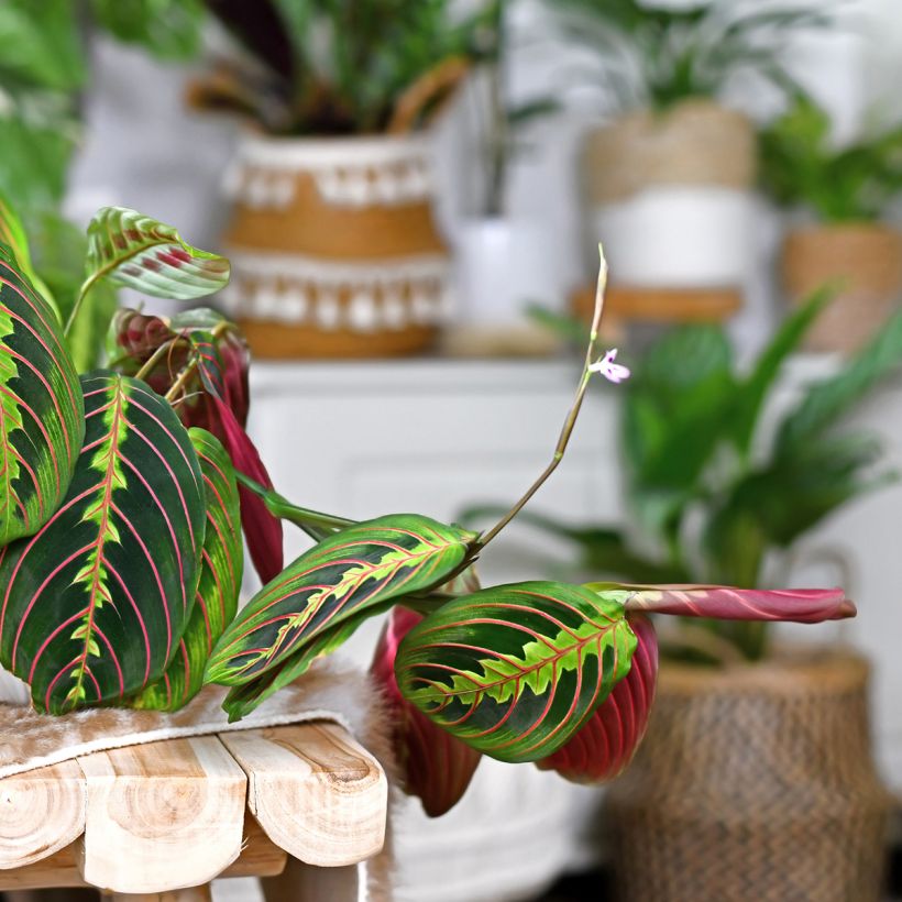 Maranta leuconeura Fascinator - Prayer plant (Flowering)