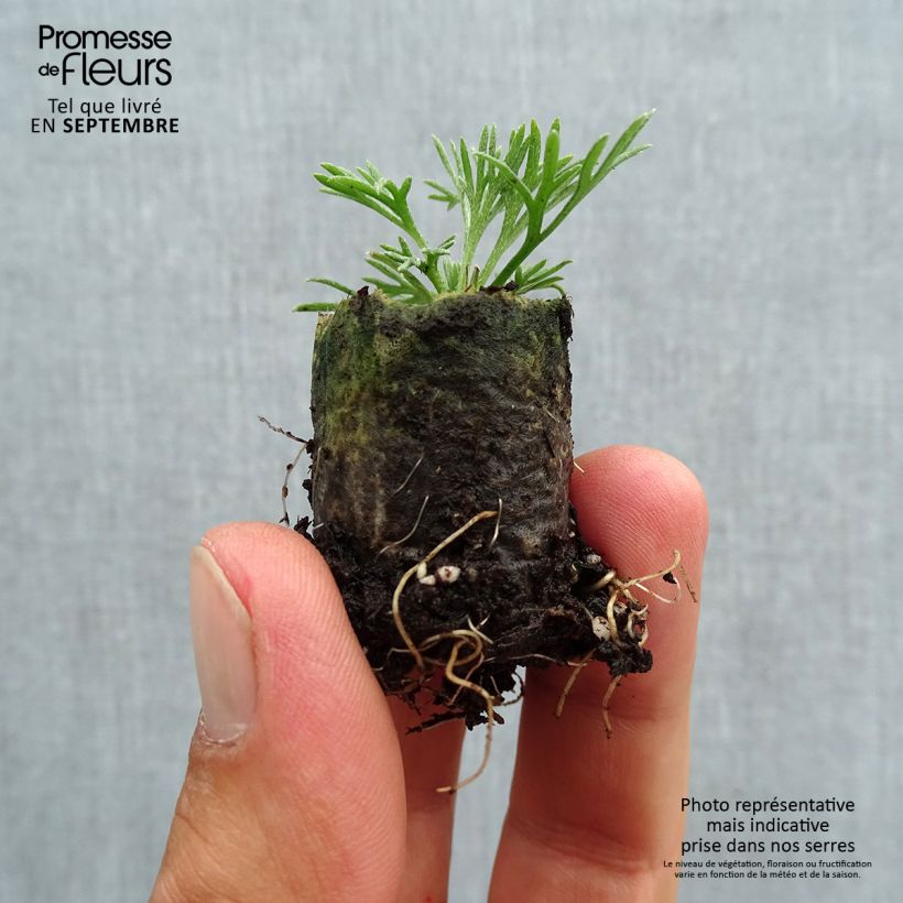 Rhodanthemum hosmariense African Rose - Moroccan Daisy Plug plant 3/4cm sample as delivered in autumn