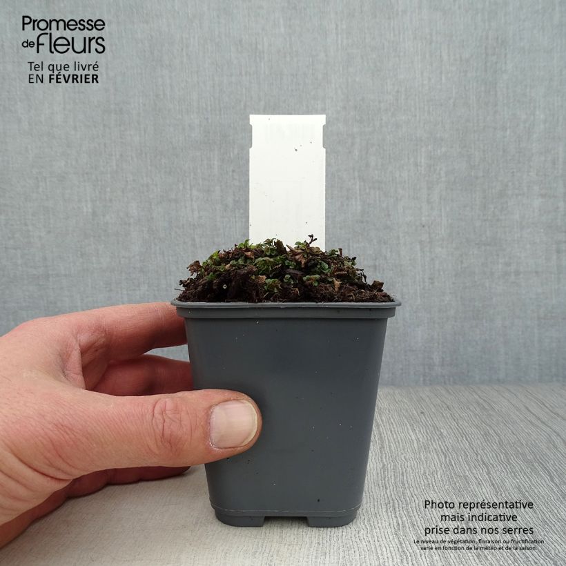 Origanum majorana - Sweet Marjoram 8/9 cm pot sample as delivered in winter
