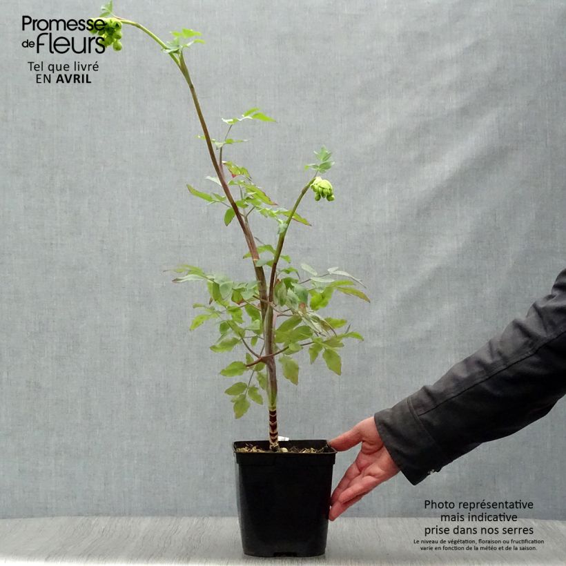 Mathiasella bupleuroides Green Dream 3L/4L pot sample as delivered in spring