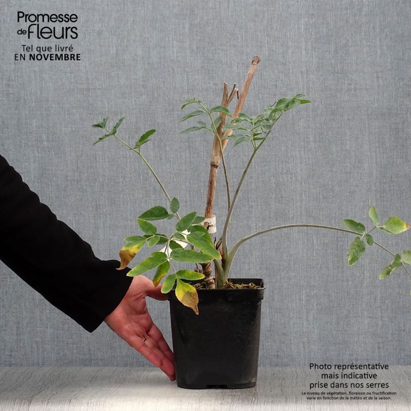 Mathiasella bupleuroides Green Dream 3L/4L pot sample as delivered in autumn