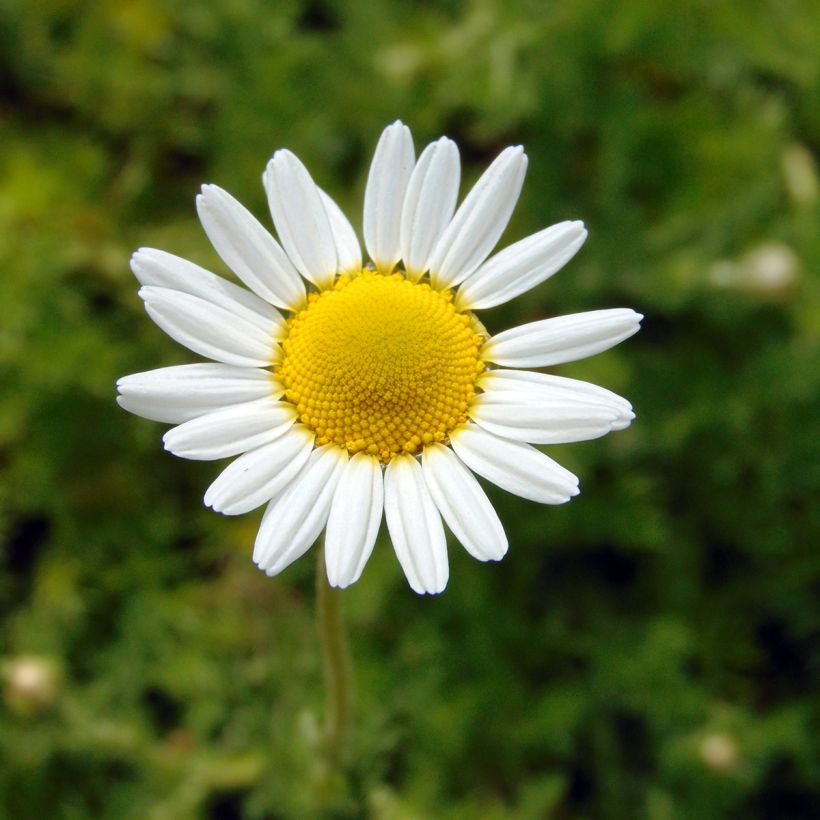 Anthemis nobilis (Flowering)