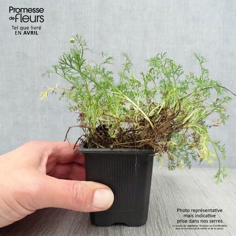 Matricaria tchihatchewii 8/9 cm pot sample as delivered in spring