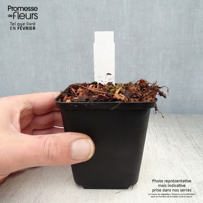 Matteuccia struthiopteris var. pensylvanica - Ostrich Fern 8/9 cm pot sample as delivered in winter