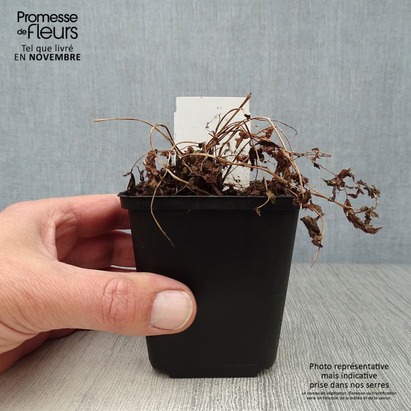 Matteuccia struthiopteris - Ostrich Fern 8/9 cm pot sample as delivered in autumn