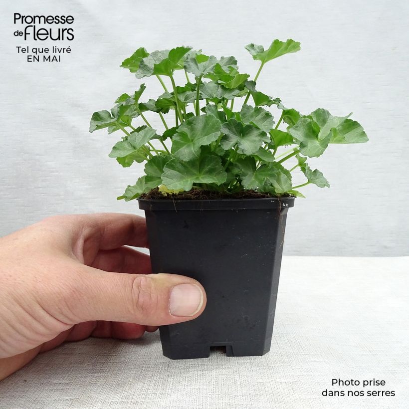 Malva moschata Rosea - Musk Mallow 8/9 cm pot sample as delivered in spring