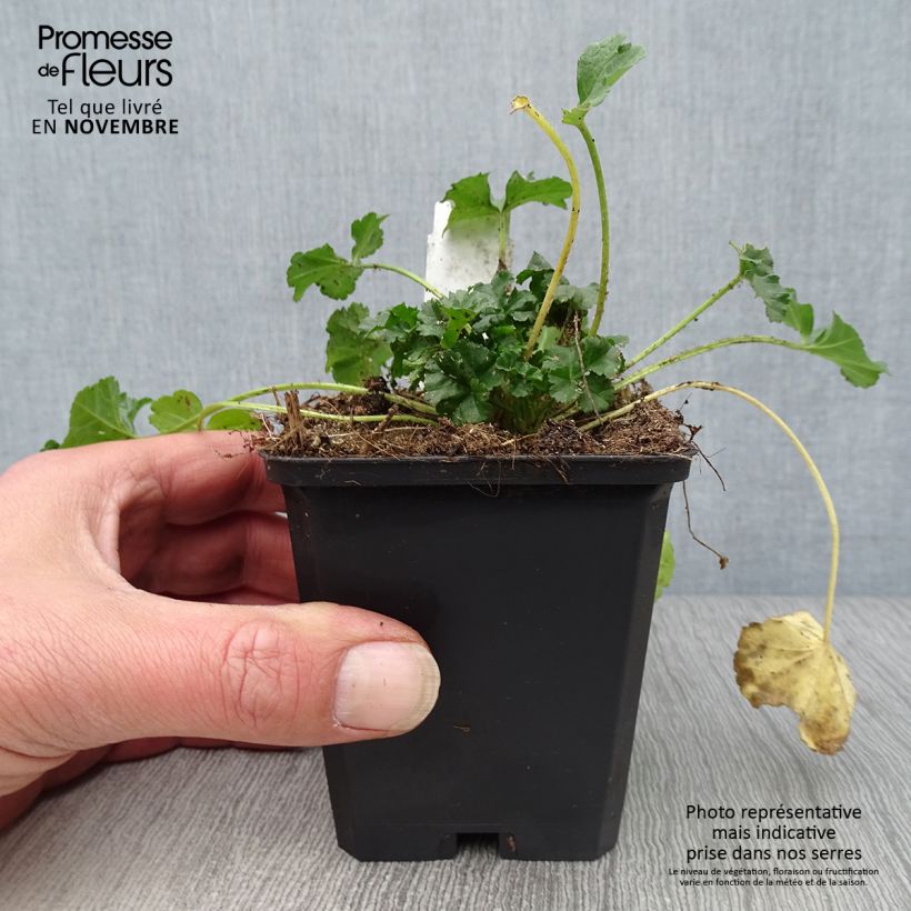 Malva moschata Rosea - Musk Mallow 8/9 cm pot sample as delivered in autumn