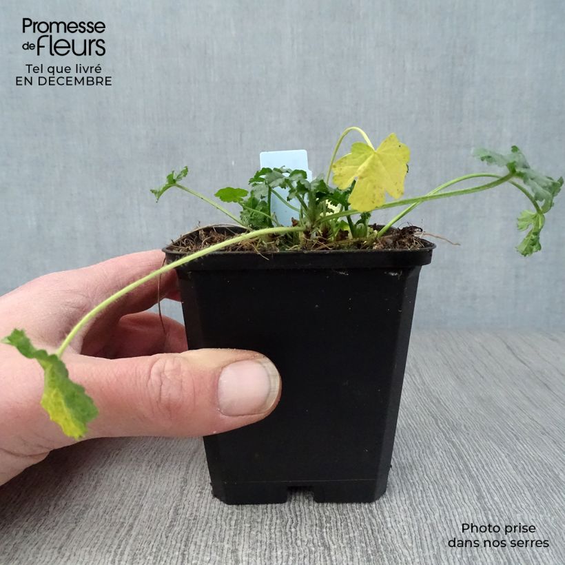 Malva moschata Rosea - Musk Mallow 8/9 cm pot sample as delivered in winter