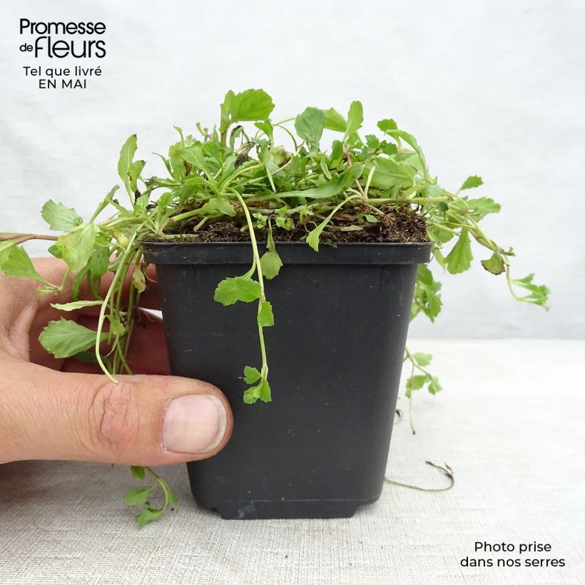 Mazus reptans 8/9 cm pot sample as delivered in spring