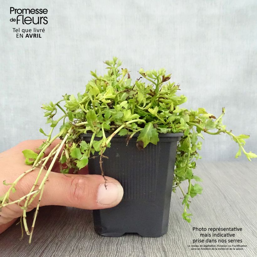 Mazus reptans Albus 8/9 cm pot sample as delivered in spring