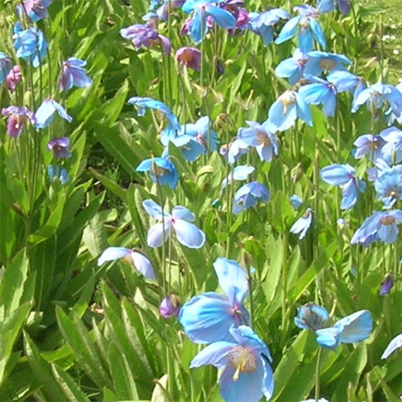 Meconopsis x sheldonii (Flowering)