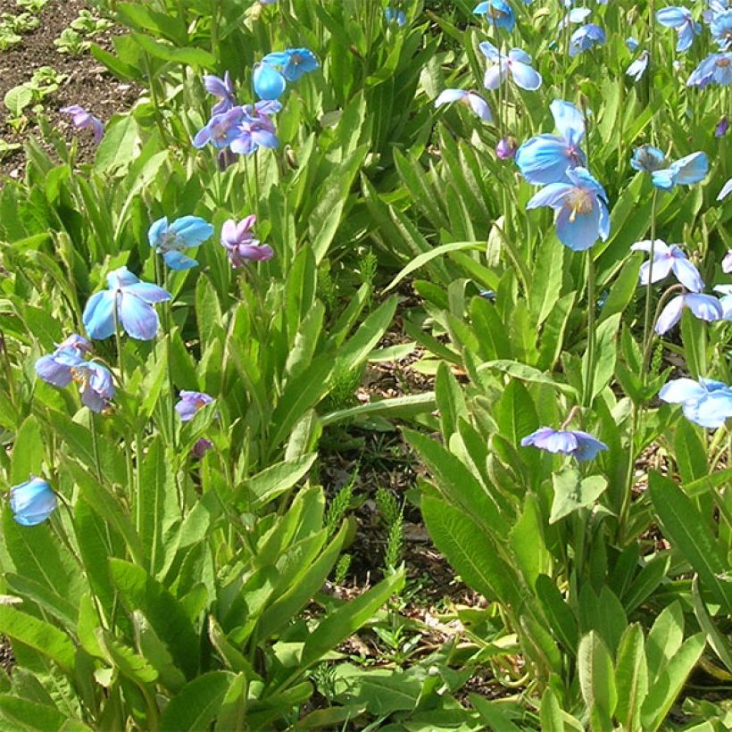 Meconopsis x sheldonii (Plant habit)