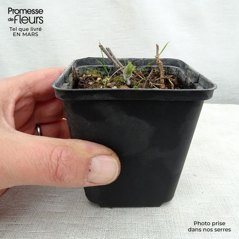 Meehania urticifolia 8/9 cm pot sample as delivered in spring