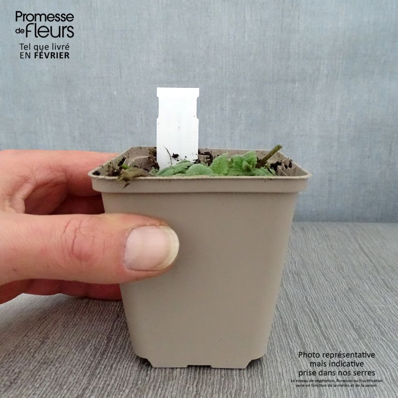 Meehania urticifolia 8/9 cm pot sample as delivered in winter