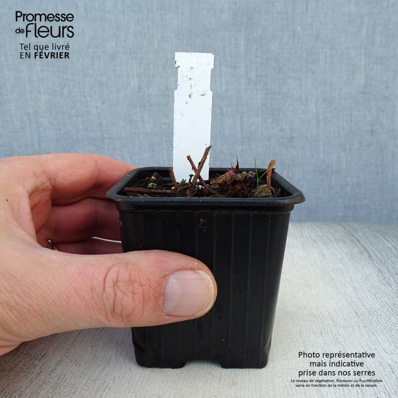 Meehania urticifolia Japanblau 8/9 cm pot sample as delivered in winter