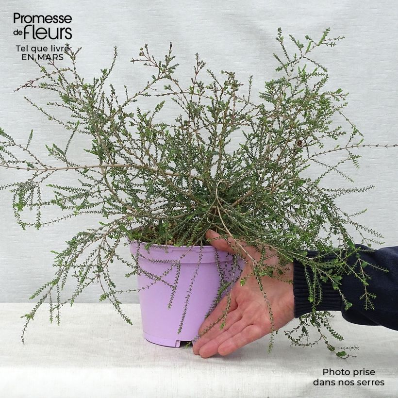 Melaleuca gibbosa 2L/3L pot sample as delivered in spring