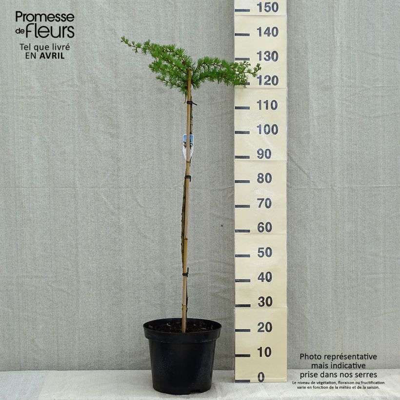 Larix kaempferi Diana - Larch 7.5L/10L pot, Standard sample as delivered in spring