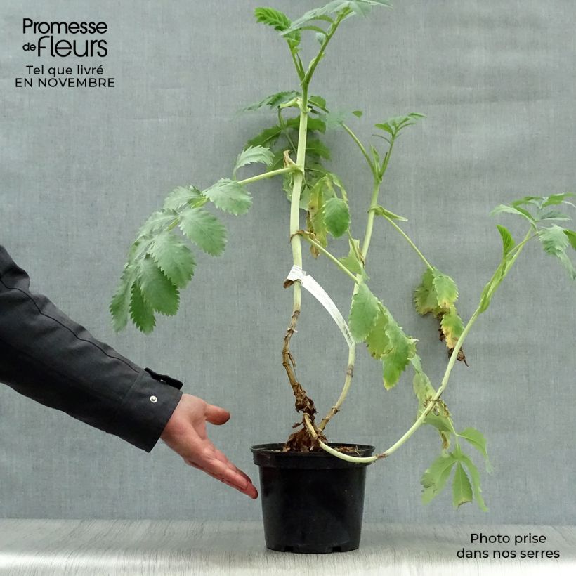 Melianthus major 3L/4L pot sample as delivered in autumn